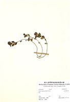 藏品(疏花佛甲草)的圖片